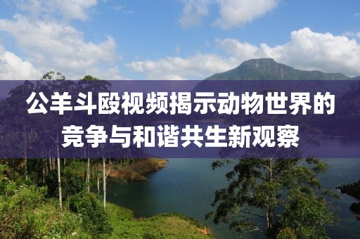 公羊斗殴视频揭示动物世界的竞争与和谐共生新观察
