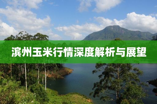滨州玉米行情深度解析与展望