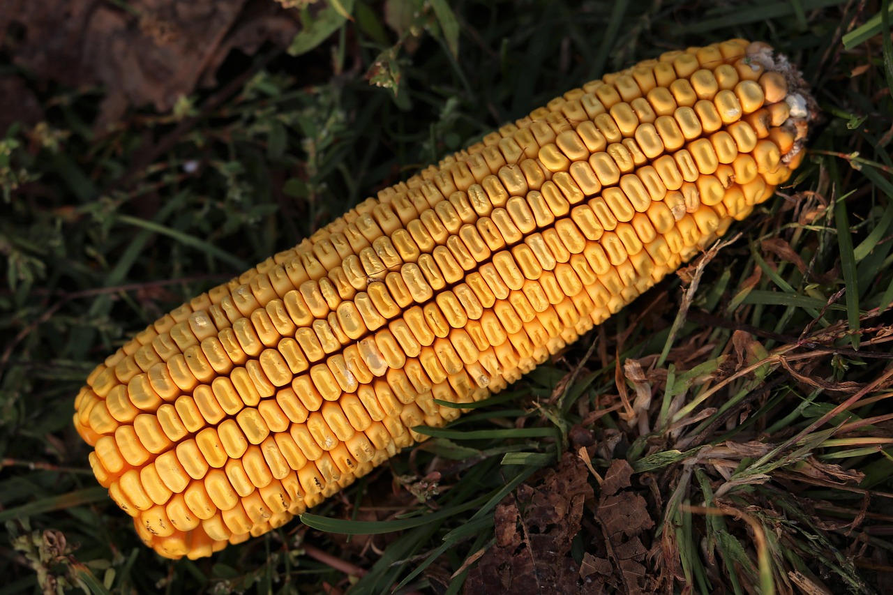 甘蔗价格分析与市场行情,一吨甘蔗究竟多少钱?