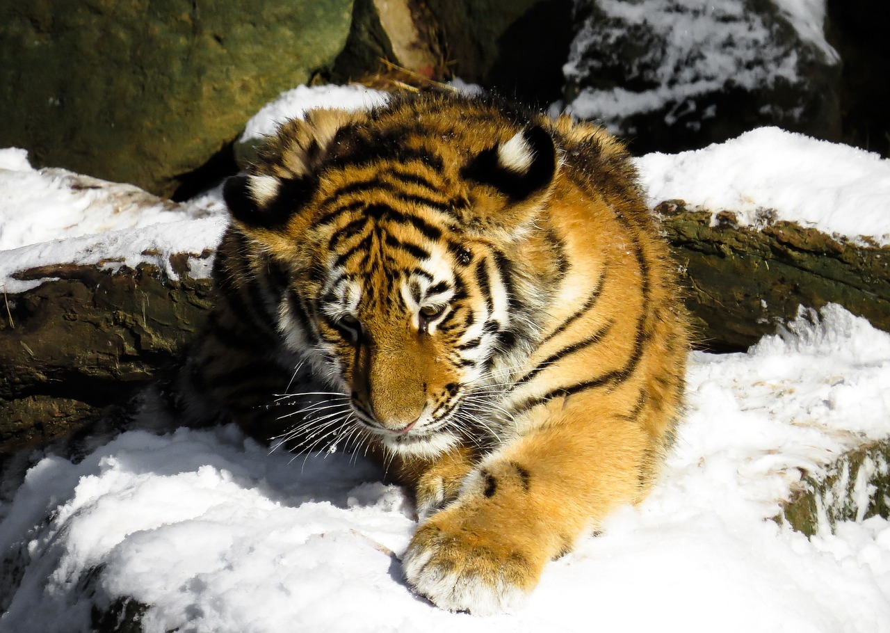 管家婆2024一句话中特：本期推荐狗、鸡、猪、牛