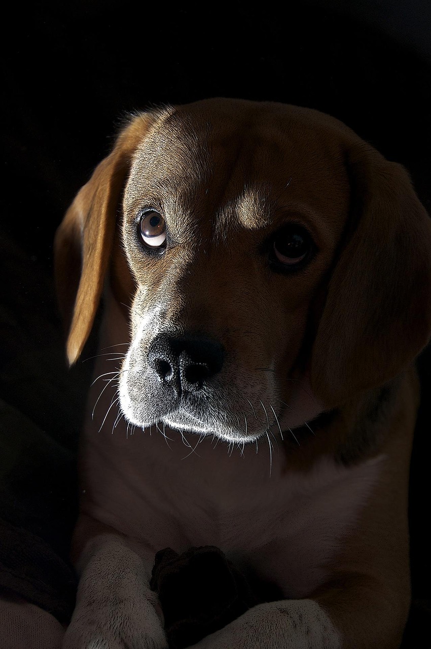 比格犬竞技舞台，展现独特魅力的比赛
