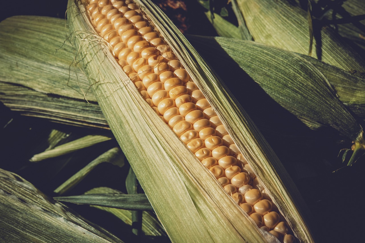 最新菠菜价格及影响因素分析概览