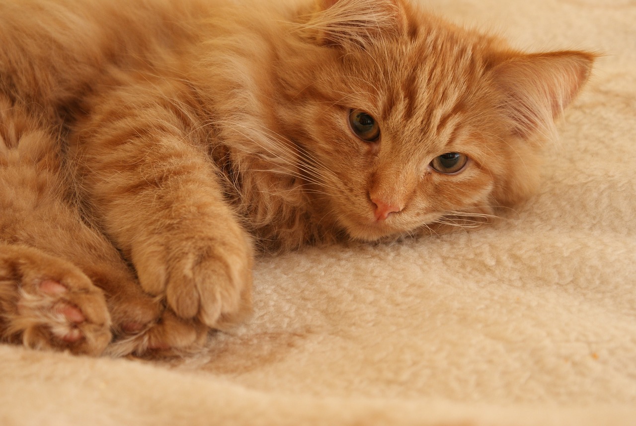 猫咪最新位置探索，萌宠世界之旅，与猫咪共舞的时光