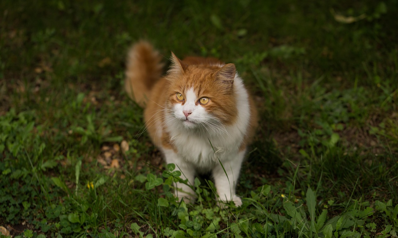 萌力四溢的动漫猫咪情头，展现二次元魅力