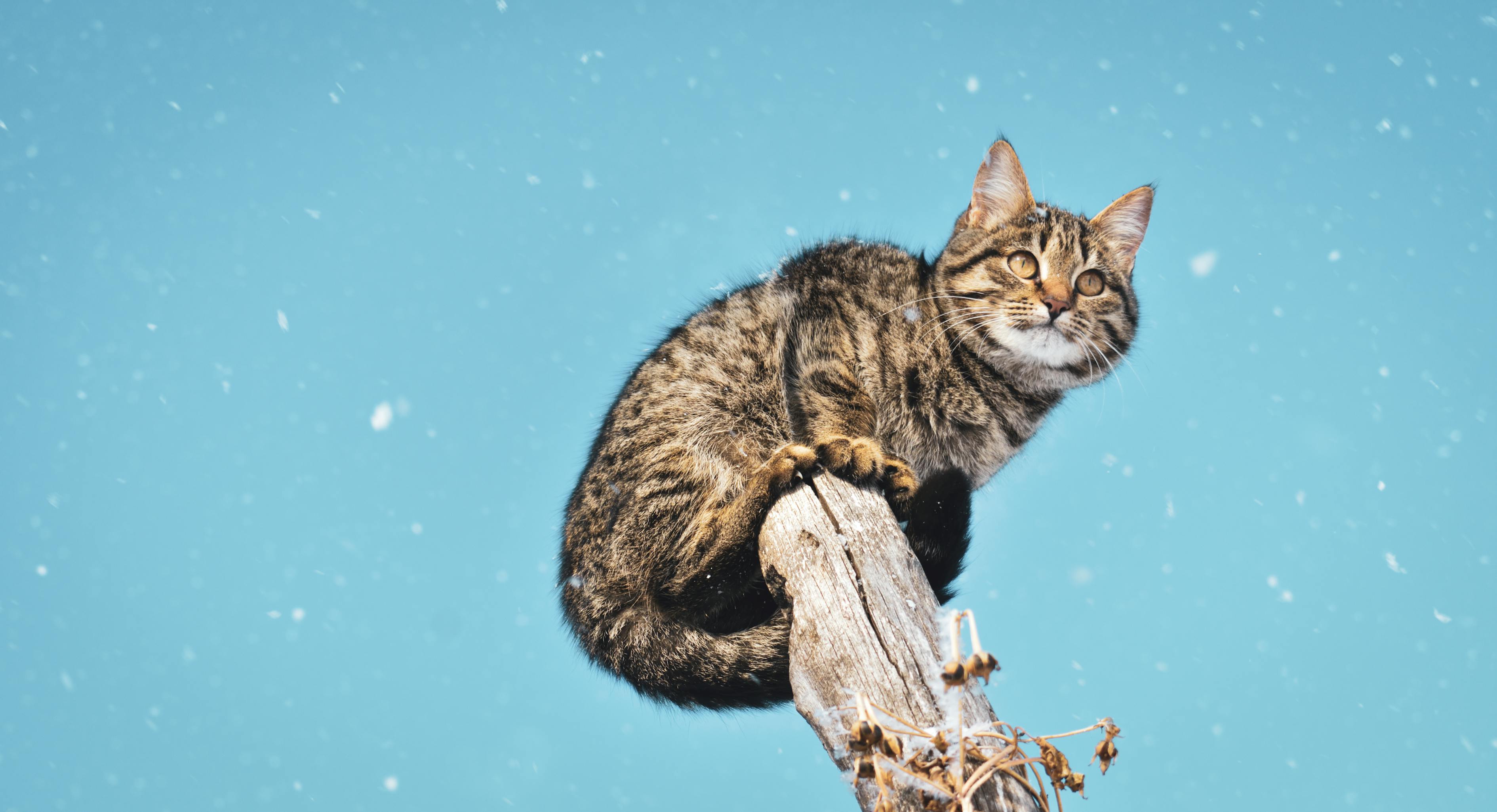 关于猫的奇幻世界探索，猫咪动漫之旅
