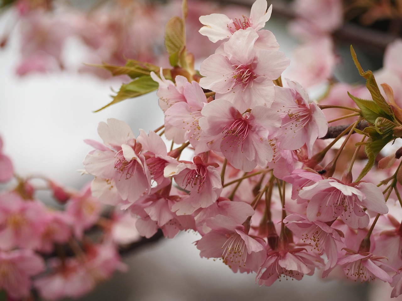 妖神记樱花动漫，视觉与情感的极致盛宴
