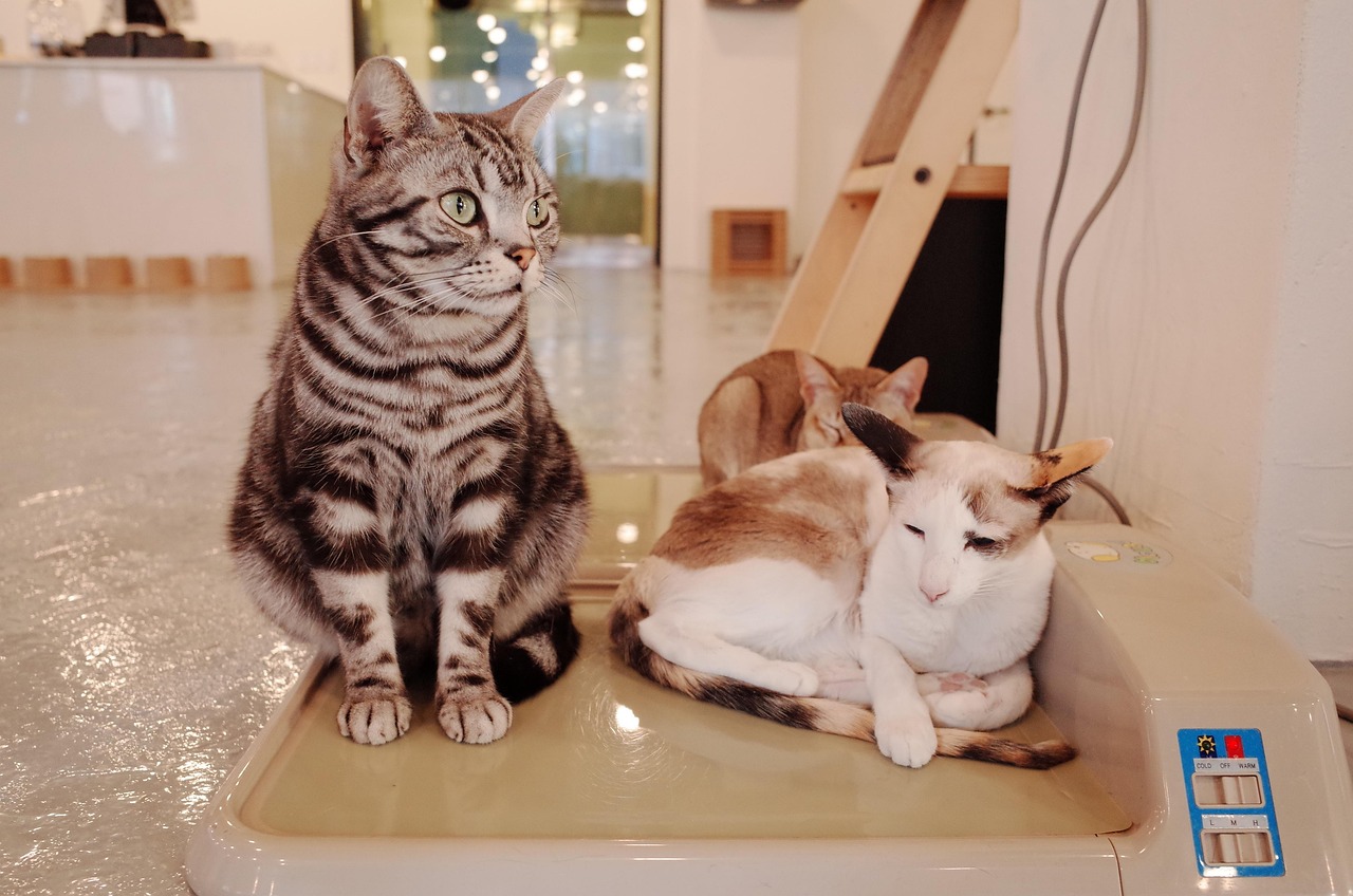 最新猫味资讯，探索猫咪世界的精彩瞬间