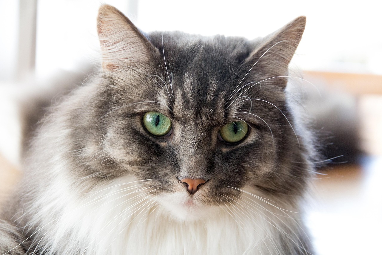 探索猫的世界，最新猫咪地址大揭秘