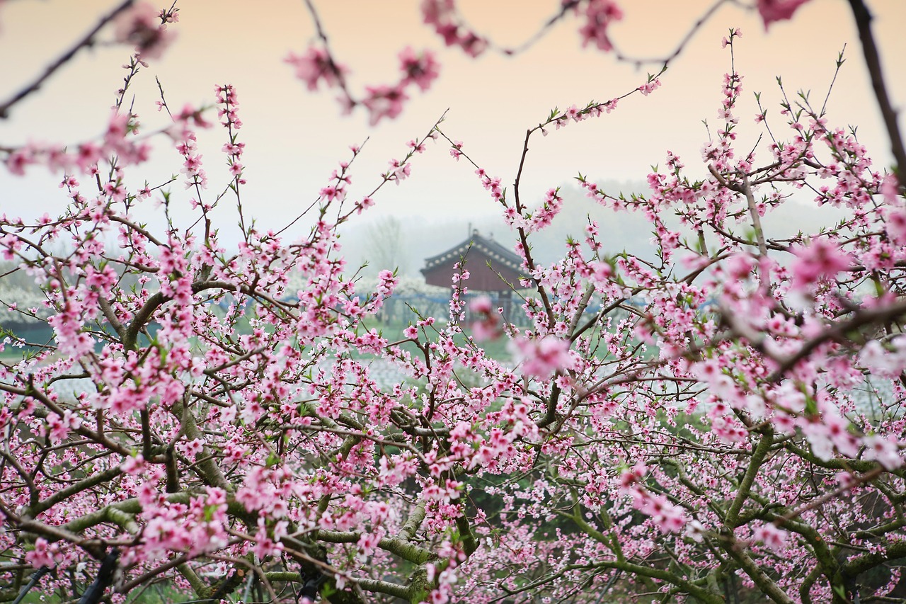 龙泉山桃花盛开盛宴，春之魅力的绚烂展现