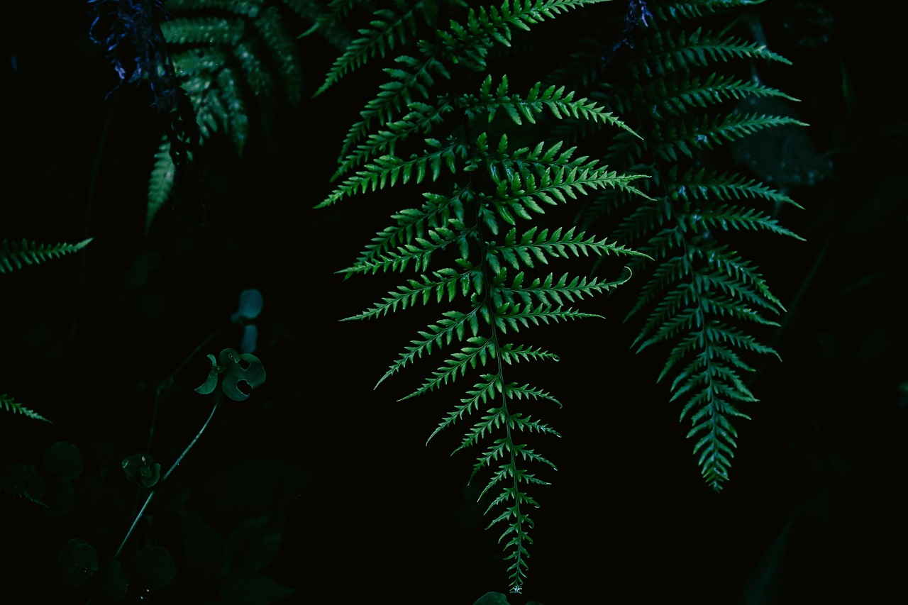 植物全明星，自然界的璀璨星辰
