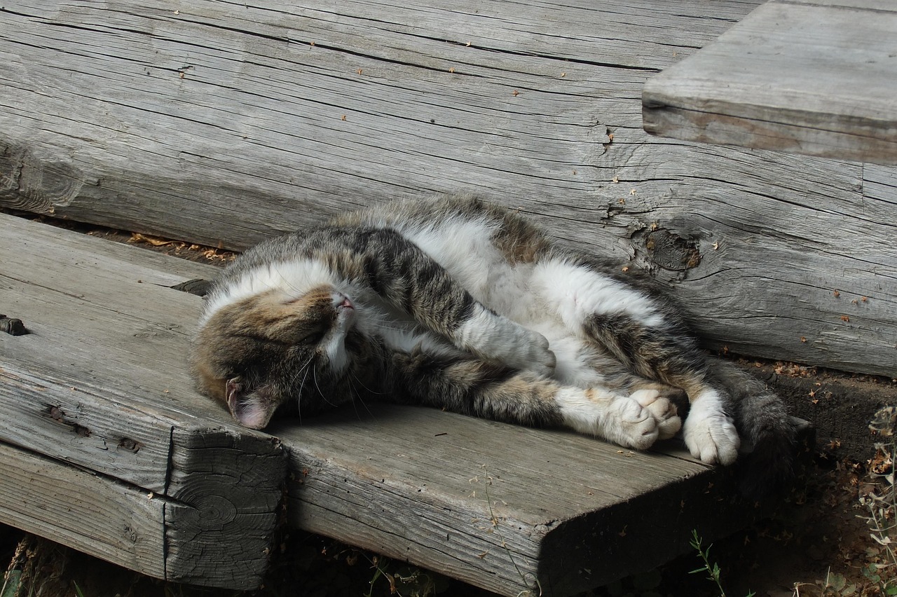 猫奴电影，银幕下的猫奴文化新视界