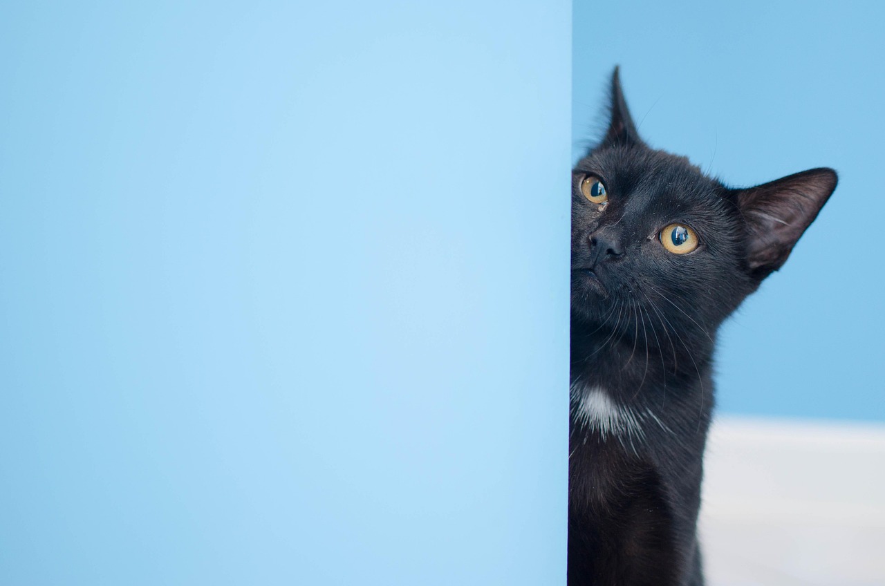 猫经济崛起，猫奴们的狂热与猫咪市场的行情分析