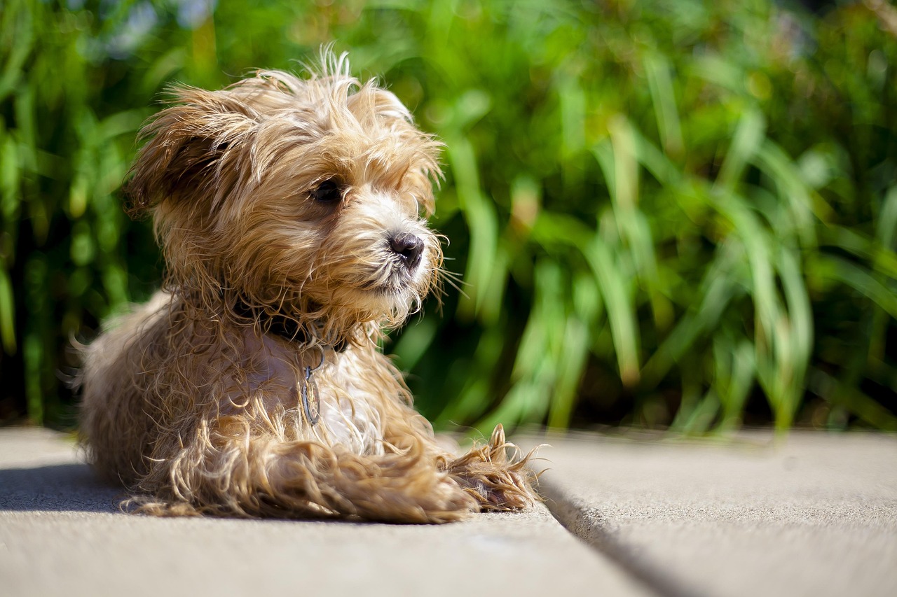 探索柴犬世界的最新动态与热门话题资讯