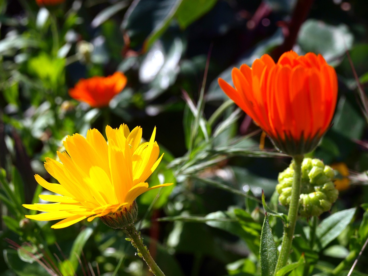 南昌SK5病毒最新动态解析及应对举措全面揭秘