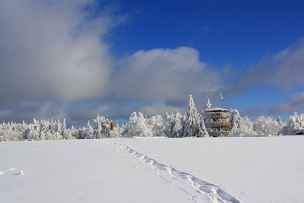 细柳动态,自然之美的独特展现的韵味与风采