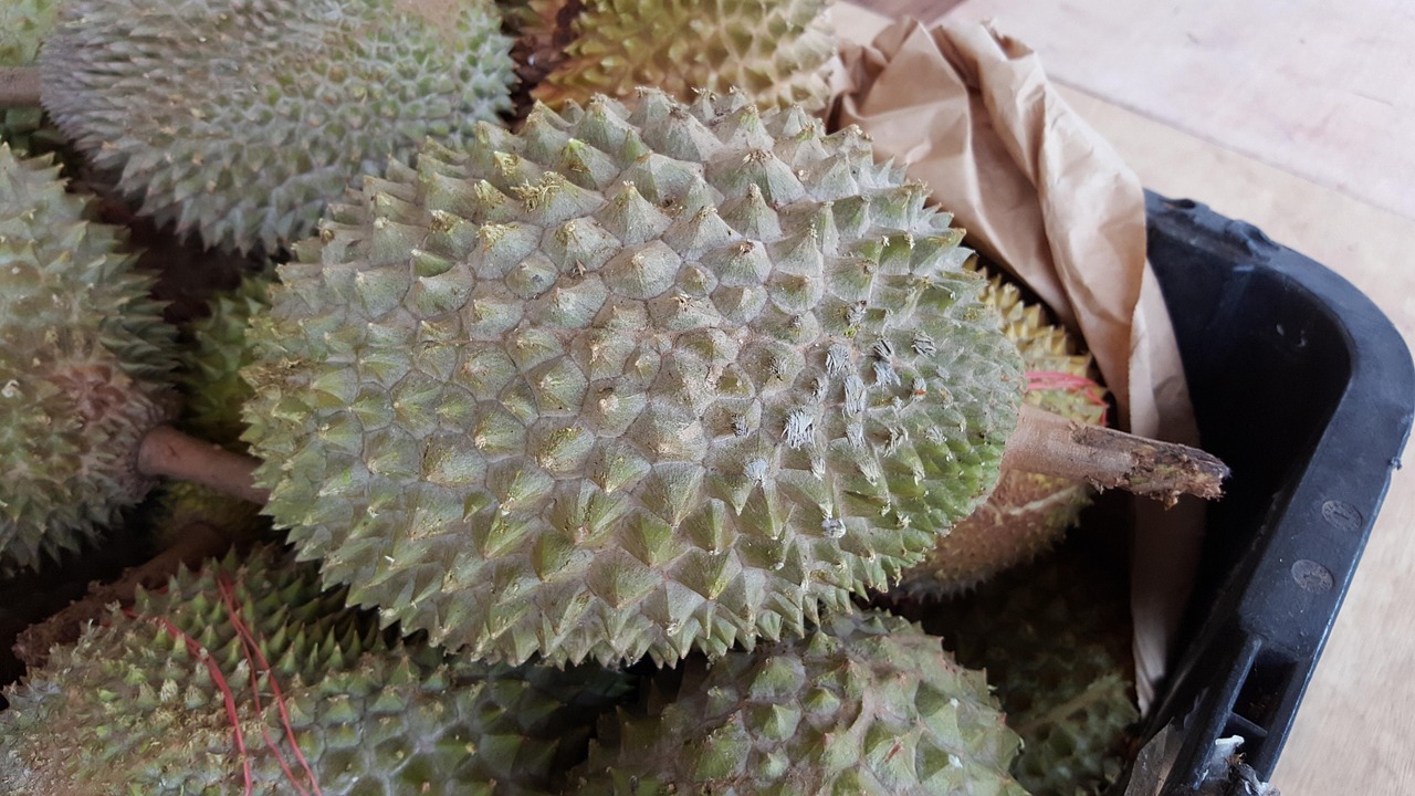 榴莲飘香季节揭秘，探索榴莲上市月份的秘密