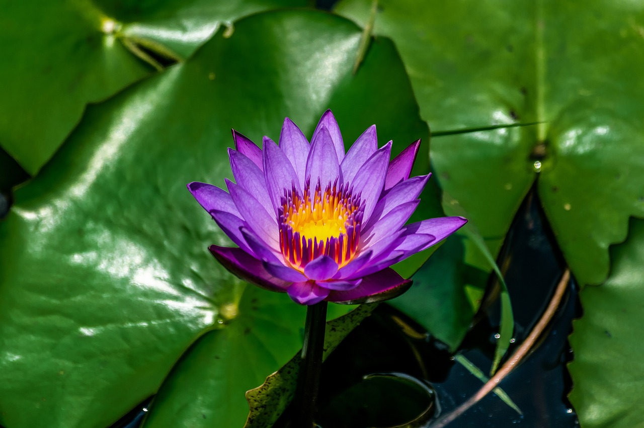 百合花动漫，艺术之美与情感深度的绽放