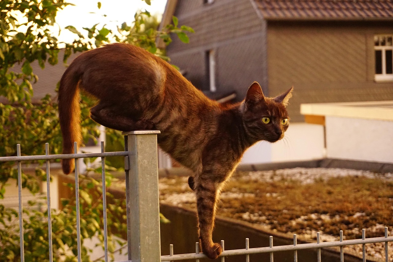 星光熠熠，明星们的猫缘情深