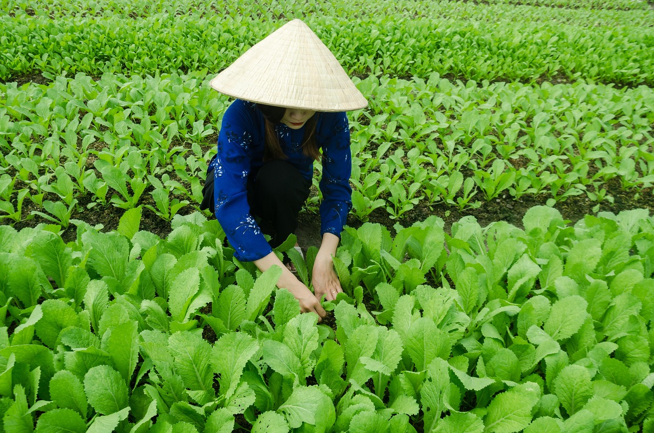 农安设市最新动态，繁荣与发展并进的步伐